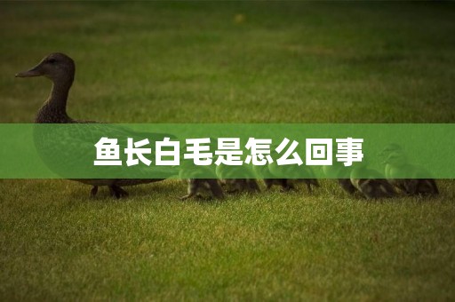 魚長白毛是怎么回事