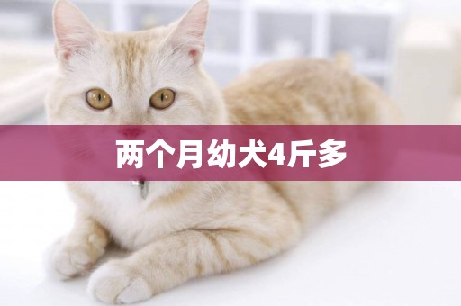 兩個月幼犬4斤多