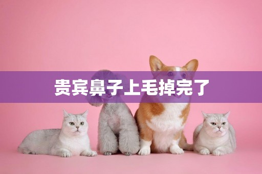 貴賓鼻子上毛掉完了