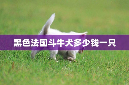黑色法國斗牛犬多少錢一只
