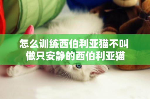 怎么訓練西伯利亞貓不叫 做只安靜的西伯利亞貓