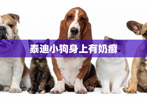 泰迪小狗身上有奶癬