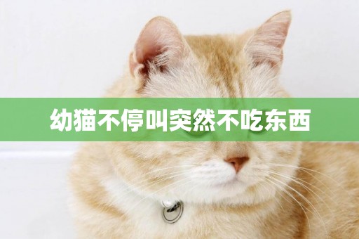 幼貓不停叫突然不吃東西