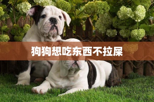 狗狗想吃東西不拉屎