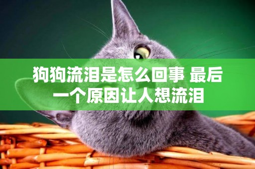 狗狗流淚是怎么回事 最后一個原因讓人想流淚