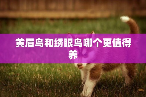 黃眉鳥和繡眼鳥哪個更值得養