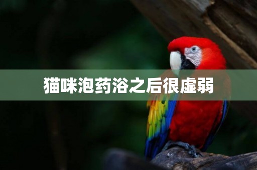 貓咪泡藥浴之后很虛弱