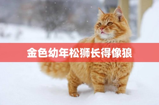 金色幼年松獅長得像狼