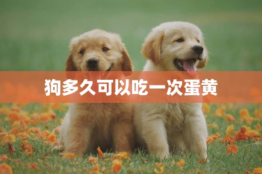 狗多久可以吃一次蛋黃