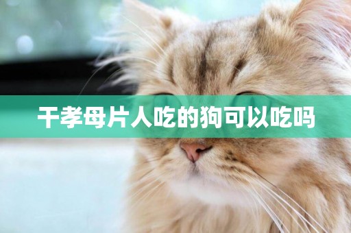 干孝母片人吃的狗可以吃嗎