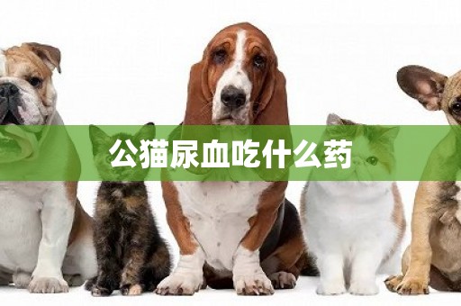 公貓尿血吃什么藥