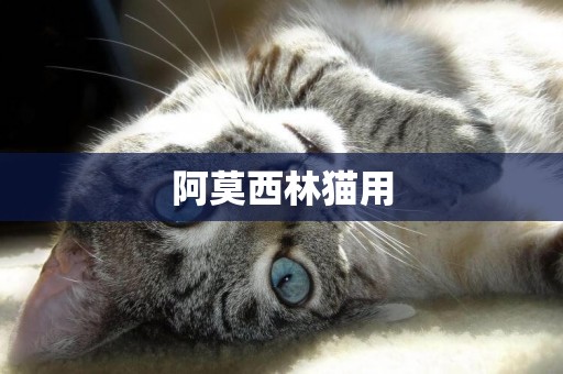 阿莫西林貓用