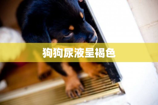 狗狗尿液呈褐色