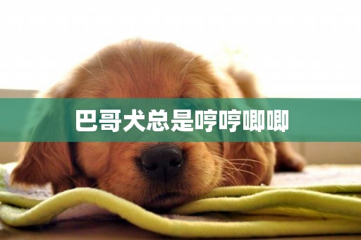 巴哥犬總是哼哼唧唧