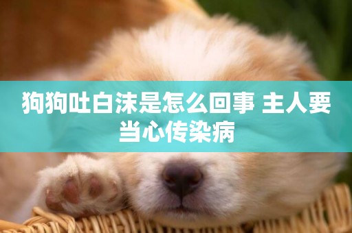 狗狗吐白沫是怎么回事 主人要當心傳染病