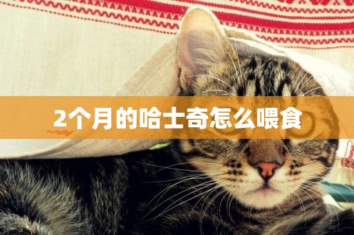 2個月的哈士奇怎么喂食