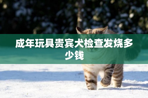 成年玩具貴賓犬檢查發燒多少錢