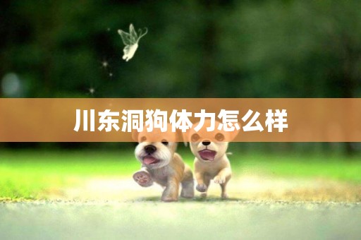 川東洞狗體力怎么樣