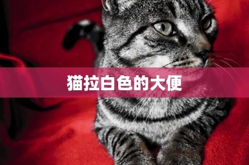 貓拉白色的大便