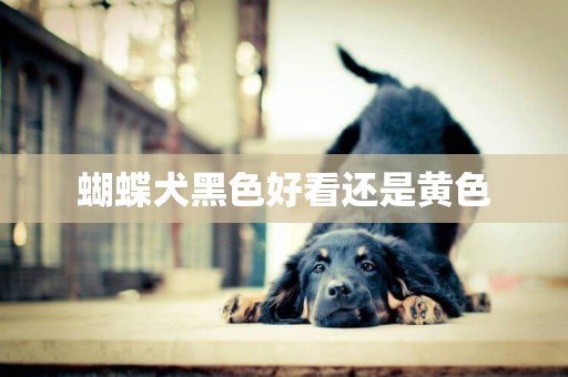 蝴蝶犬黑色好看還是黃色