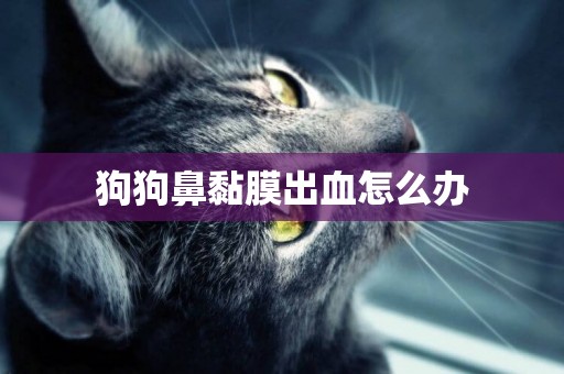 狗狗鼻黏膜出血怎么辦