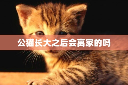 公貓長大之后會離家的嗎