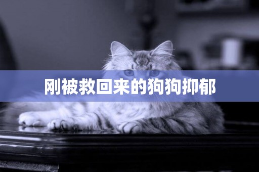 剛被救回來的狗狗抑郁
