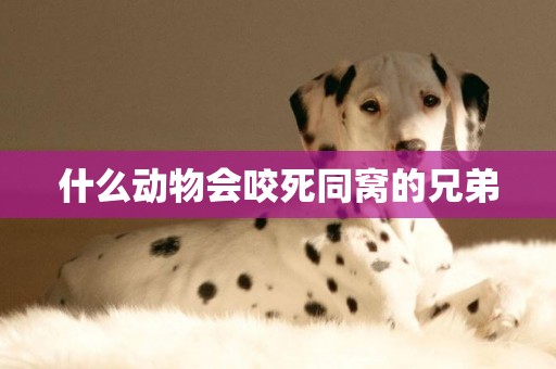 什么動物會咬死同窩的兄弟
