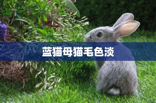藍貓母貓毛色淡
