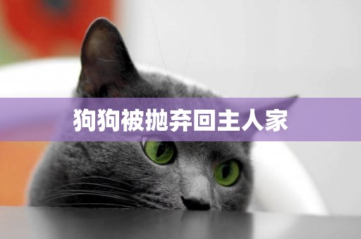 狗狗被拋棄回主人家