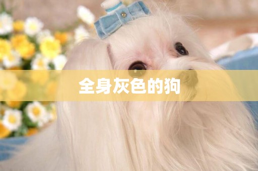 全身灰色的狗