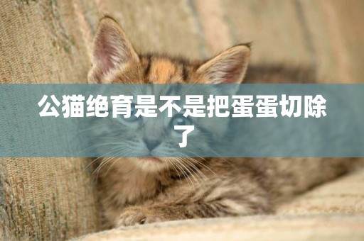公貓絕育是不是把蛋蛋切除了
