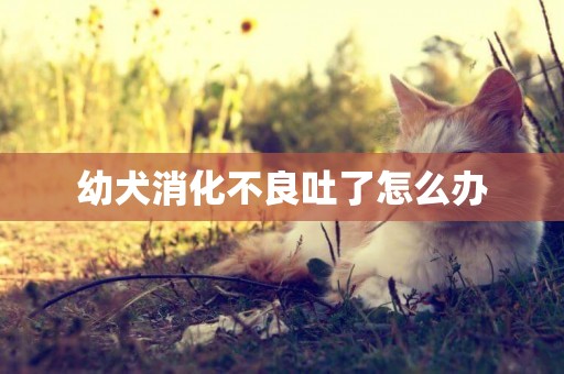 幼犬消化不良吐了怎么辦