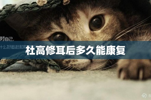 杜高修耳后多久能康復