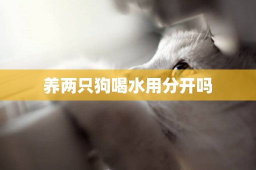 養兩只狗喝水用分開嗎