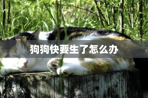 狗狗快要生了怎么辦