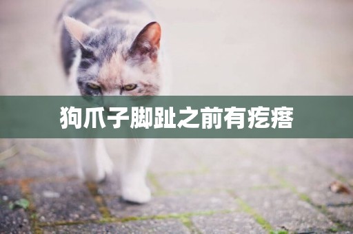狗爪子腳趾之前有疙瘩