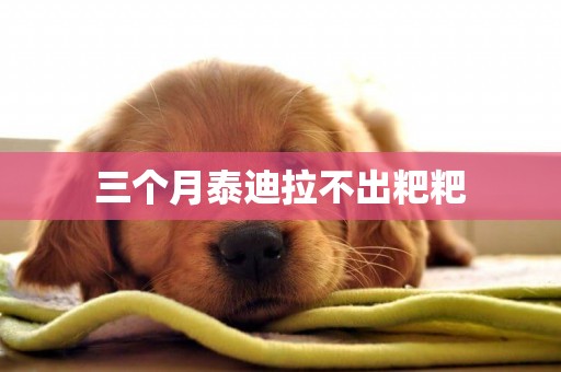 三個月泰迪拉不出粑粑