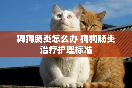 狗狗腸炎怎么辦 狗狗腸炎治療護理標準