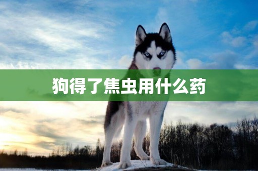 狗得了焦蟲用什么藥