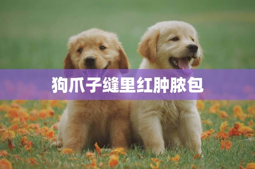狗爪子縫里紅腫膿包