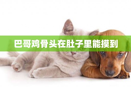巴哥雞骨頭在肚子里能摸到