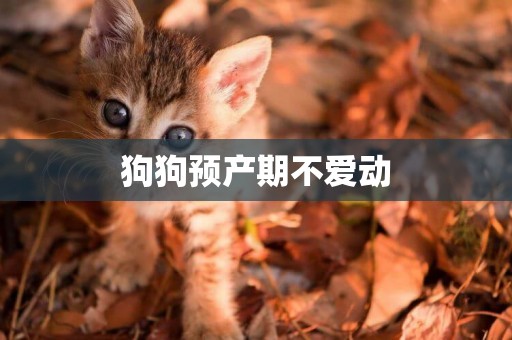 狗狗預產期不愛動