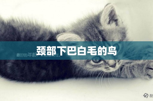 頸部下巴白毛的鳥