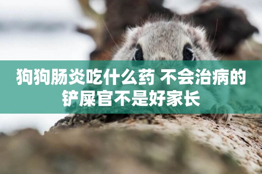 狗狗腸炎吃什么藥 不會治病的鏟屎官不是好家長
