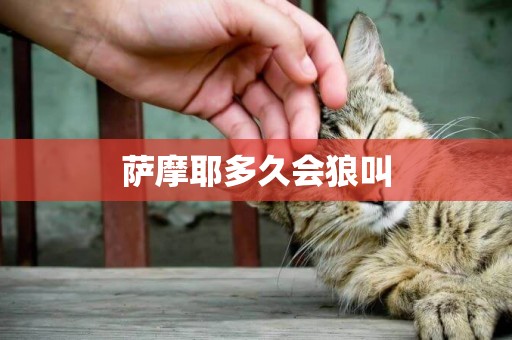 薩摩耶多久會狼叫