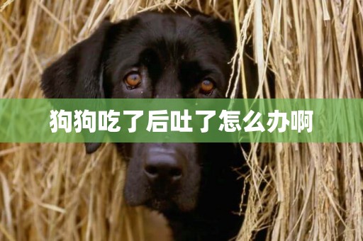 狗狗吃了后吐了怎么辦啊