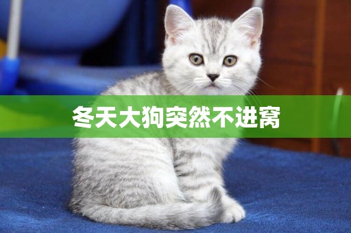 冬天大狗突然不進窩