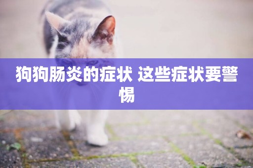 狗狗腸炎的癥狀 這些癥狀要警惕