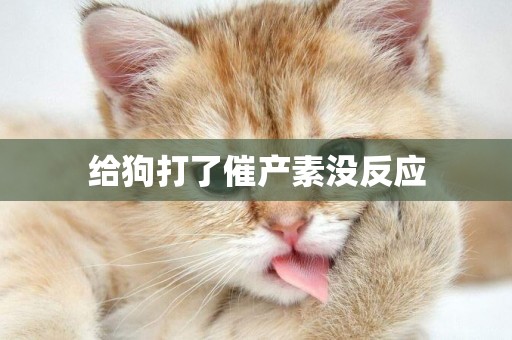 給狗打了催產素沒反應